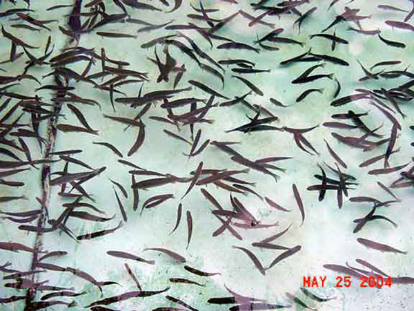 The Fish Hatchery